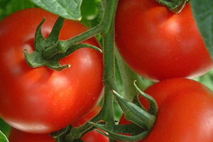 Kinezi uzgajaju mamutsko povrće u svemiru