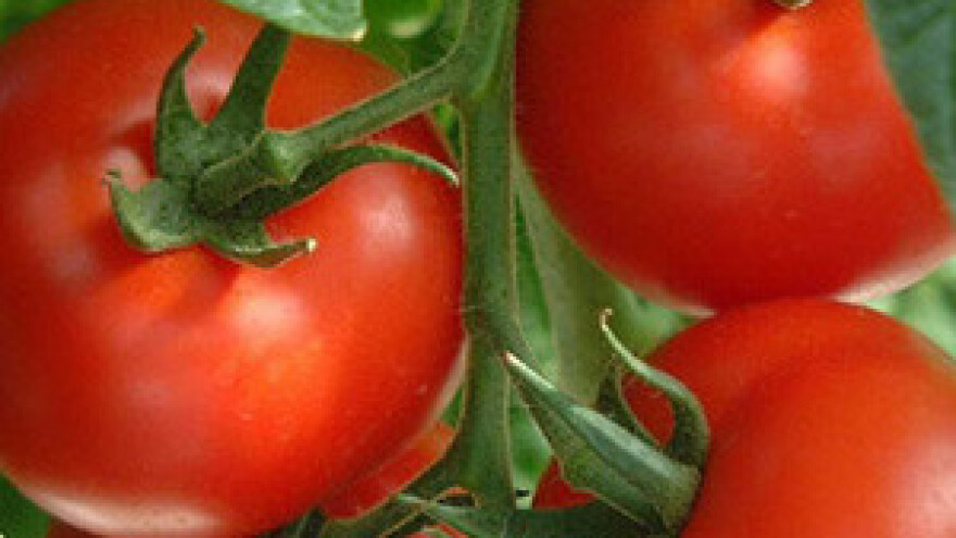 Kinezi uzgajaju mamutsko povrće u svemiru