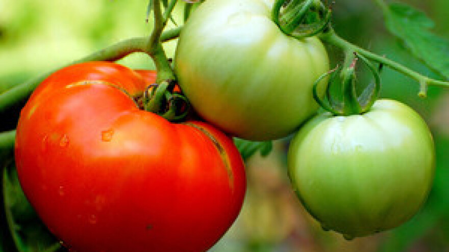 Gdje su one stare rajčice?