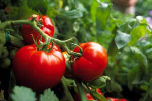 U Varaždinu prvi hrvatski community garden