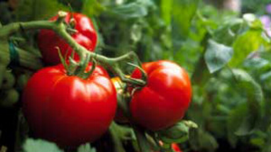 U Varaždinu prvi hrvatski community garden