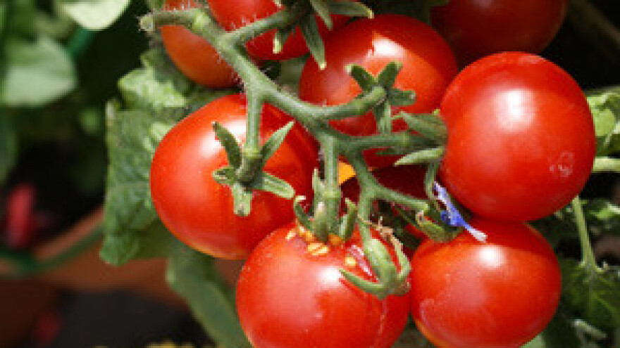 Poljoprivrednici zbrajaju štete