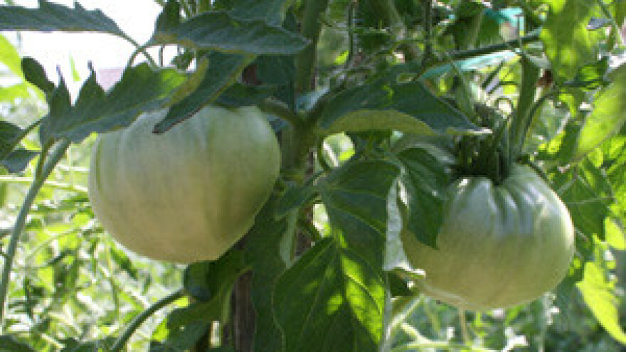 Štetnici uništavaju urod