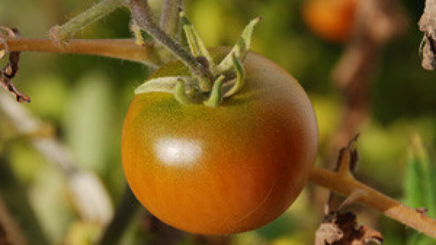 Kralj pomidora Mirko Jurjević ostao bez kraljevstva