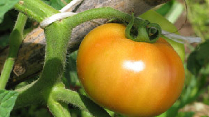 Zbog Vladine politike ćemo opet po "špeceraj" u inozemstvo