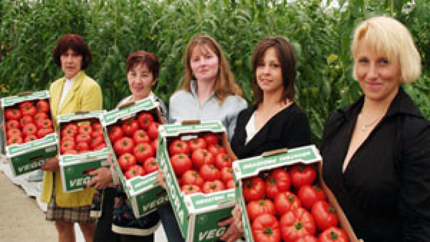 Povrće u hidroponima