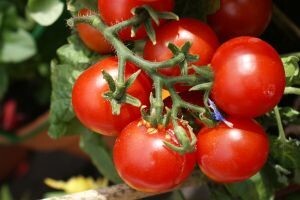 Fiziološki poremećaji u rastu i razvoju ploda rajčice