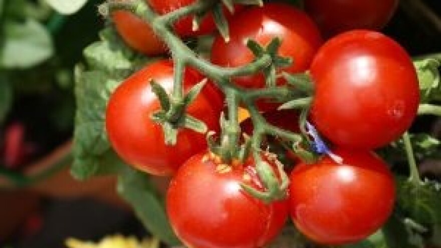 Fiziološki poremećaji u rastu i razvoju ploda rajčice