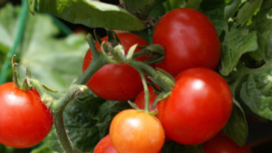 Biljoneboderi - velike plantaže voća i povrća usred metropola