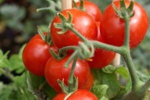 Predavanje o ekološkoj proizvodnji u EU-u