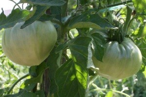 Planiranje izrade malog povrtnjaka