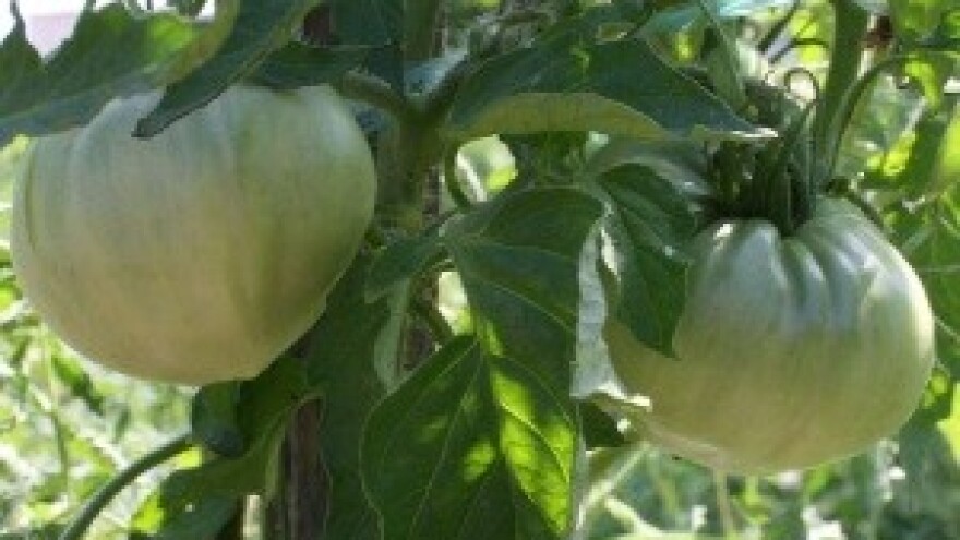 Planiranje izrade malog povrtnjaka