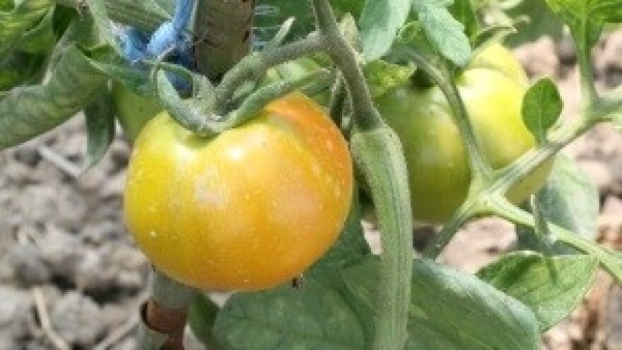 Globalno zatopljenje omogućilo uzgoj voća i povrća na Grenlandu