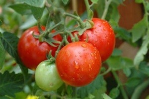 Požežani podigli plastenik usred grada