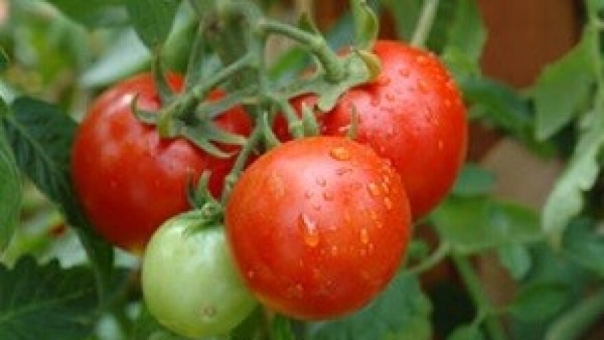 Požežani podigli plastenik usred grada