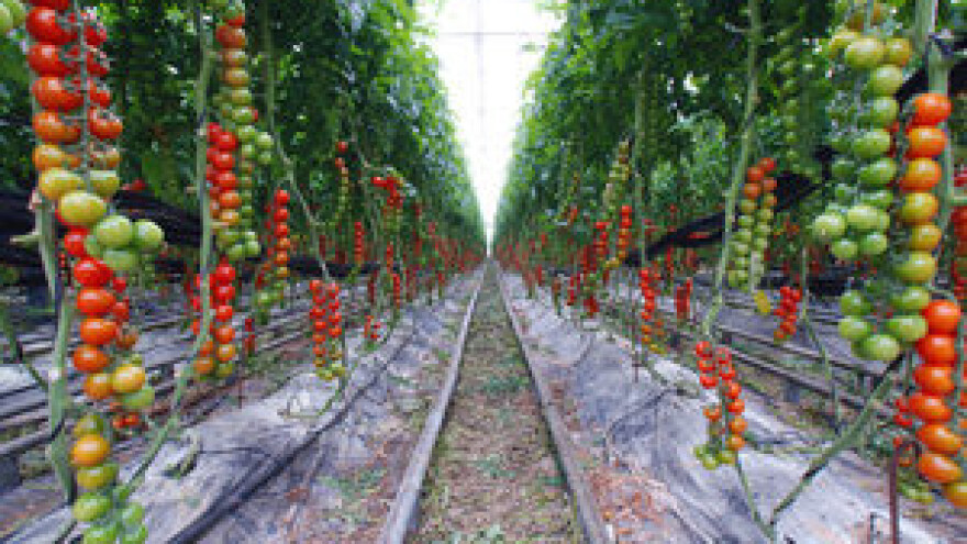 Mjere u zaštiti povrća