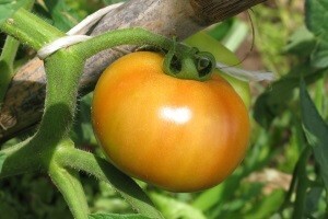 Pokreću projekt zajedničkog bio-vrta za građane