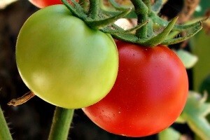 Ekoproizvođači ostavljeni na tržišnoj vjetrometini