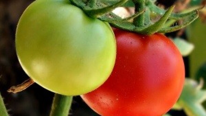 Ekoproizvođači ostavljeni na tržišnoj vjetrometini