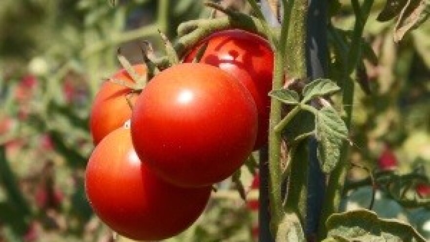 Dobri susjedi rajčice