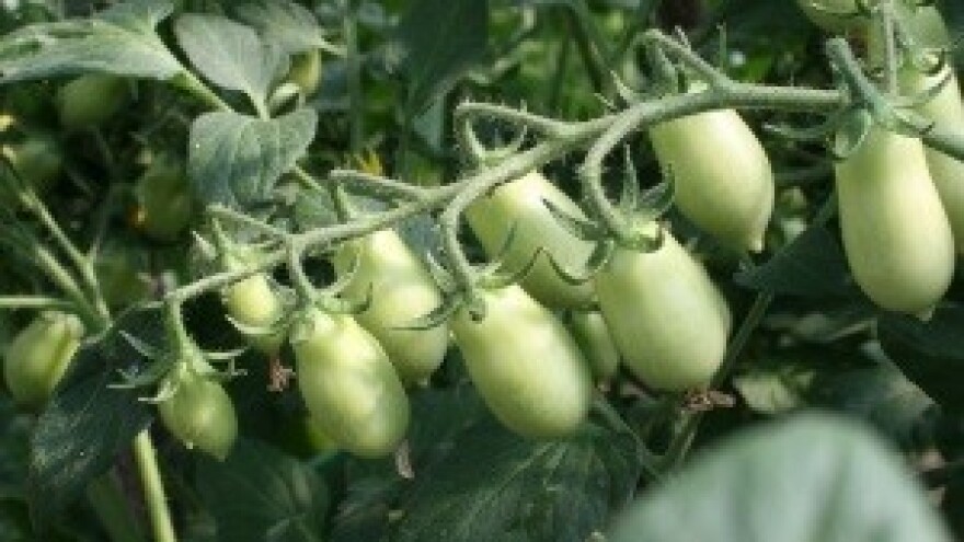 Uzgoj voća i povrća na zagrebačkim neboderima? Zašto ne!