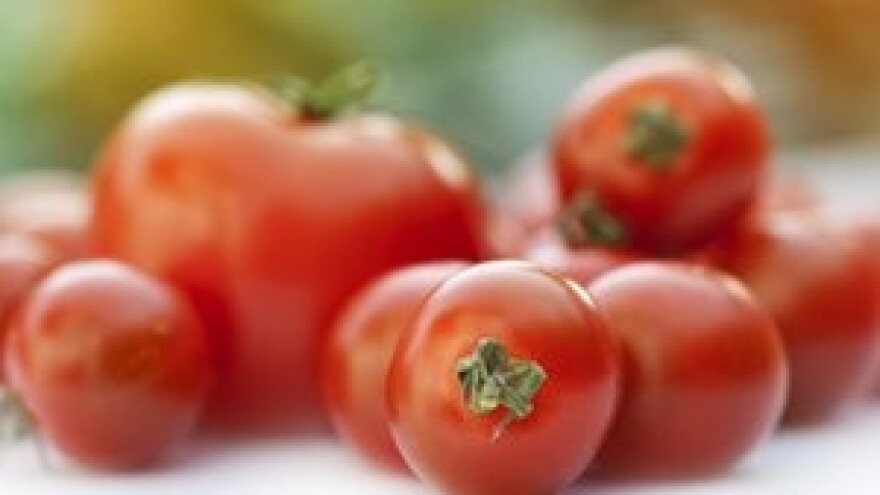 Mjere u zaštiti krumpira i rajčice