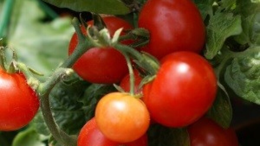 "Loparski pumidor" - pravi turistički brend