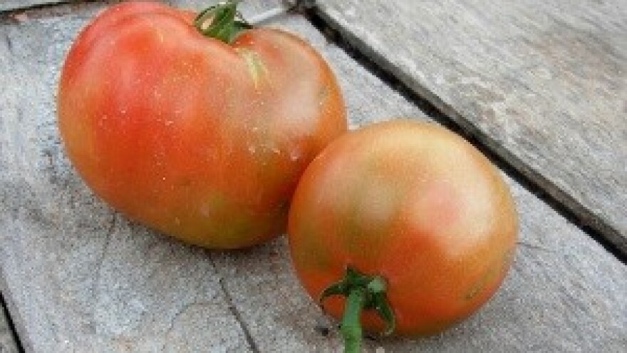 Jedina proizvodnja koju Hrvatska ima propada pod vedrim nebom!