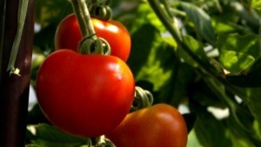 Smanjeni prinosi rajčice, ali dobra kvaliteta