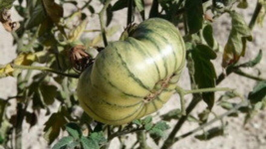 Inicijativa "Volim rajčice"