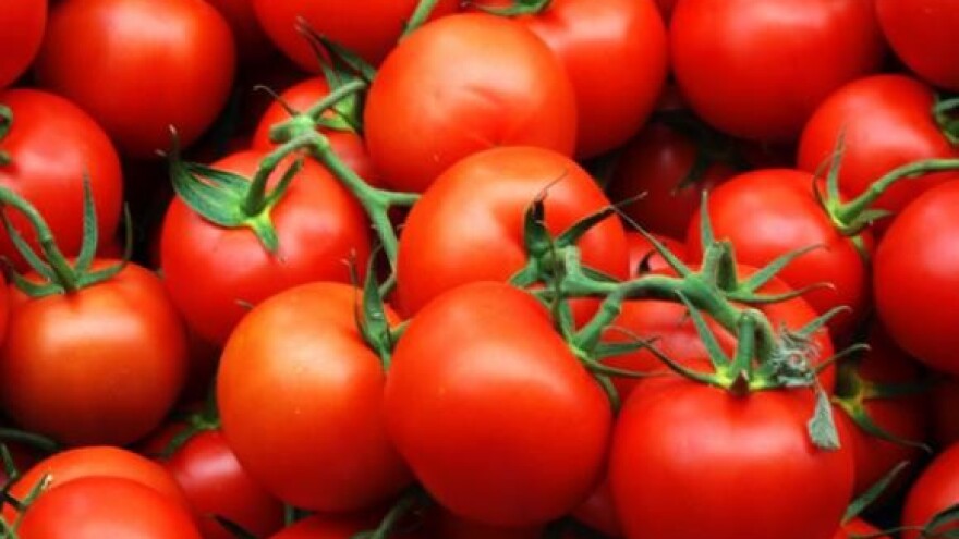 Uvoz uništava domaću proizvodnju rajčice
