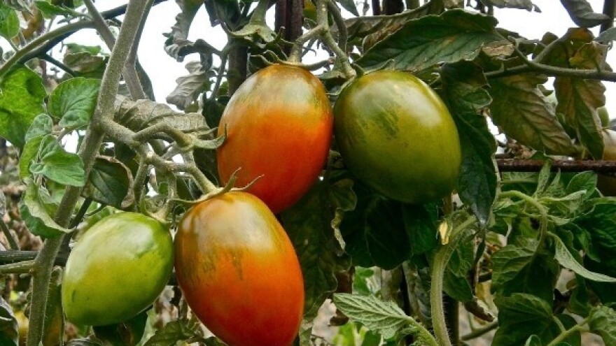 Uzgoj rajčice iz vlastitog otpada!