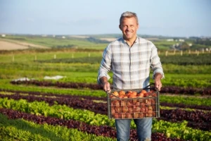 Kako protiv bolesti plodovitog povrća?