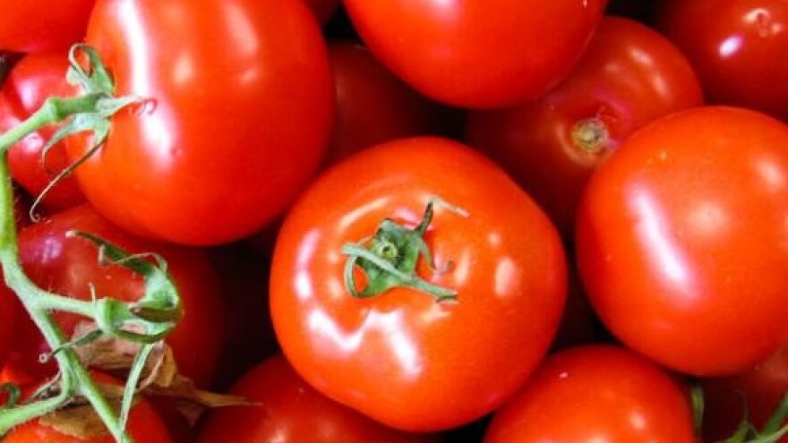 Hrvatske rajčice osvajaju Španjolsku