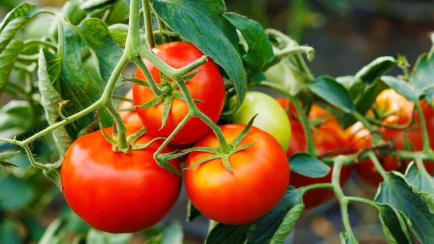 Zbog uvoza propada domaći paradajz