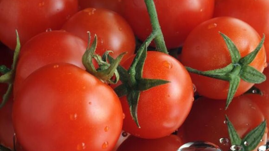 Rajčica - od sadnje do berbe