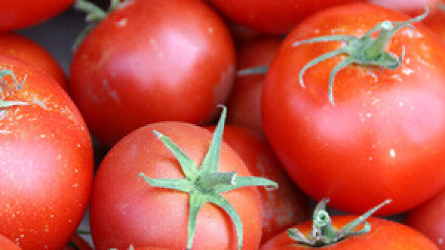 Urod povrća u slavonskim plastenicima je iznadprosječan