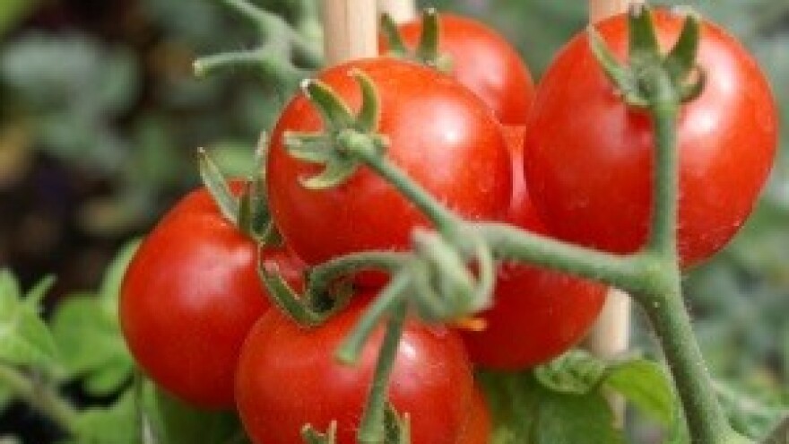 Neretvani mole EU: Ostavite nam rajčice