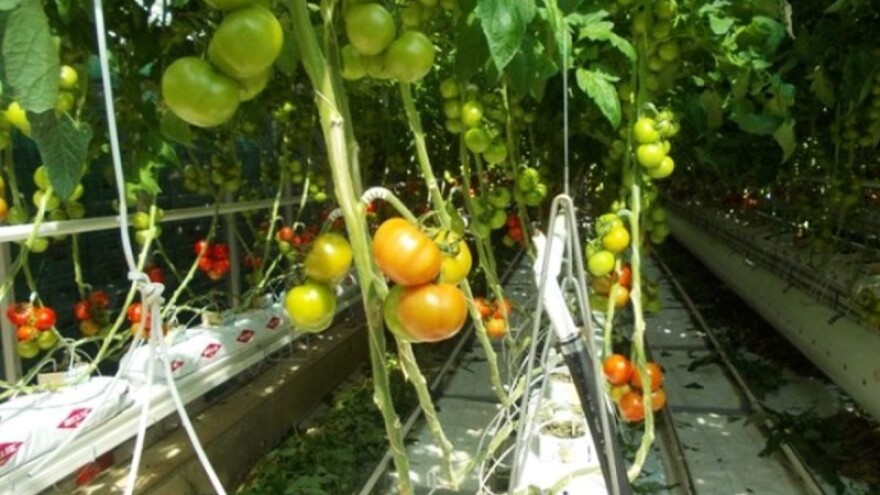 Porasla proizvodnja rajčice za 74 posto!