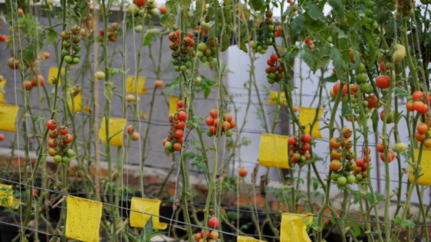 Znanost će vratiti paradajzu okus?