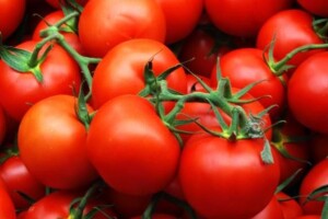 Lideri u proizvodnji rajčica pod plastenikom
