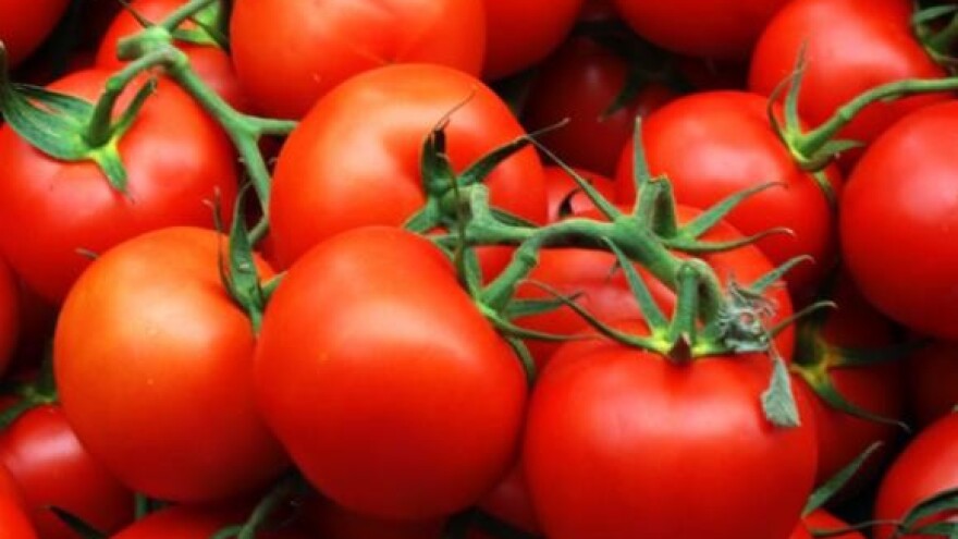 Lideri u proizvodnji rajčica pod plastenikom