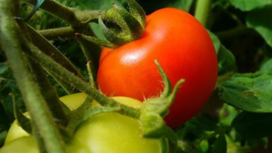 Svi domaći proizvodi nisu i ekoproizvodi