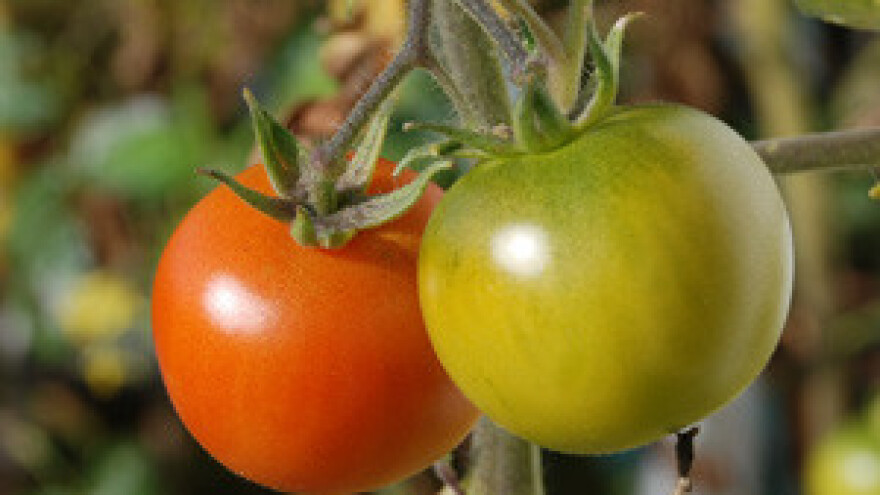 Suša uništila 2.000 tona pomidora u Ližnjanu!