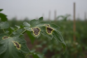 Rajčici i krumpiru prijete pjegavost i plamenjača