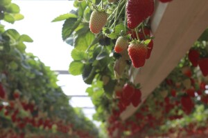 Zašto su razmišljanja o rajonizaciji poljoprivrede zastarjela?