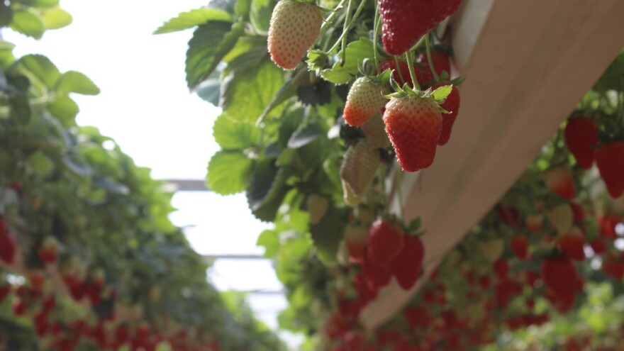 Zašto su razmišljanja o rajonizaciji poljoprivrede zastarjela?