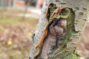 Spriječite rak kore jabuka tretiranjem bakrom i vapnom