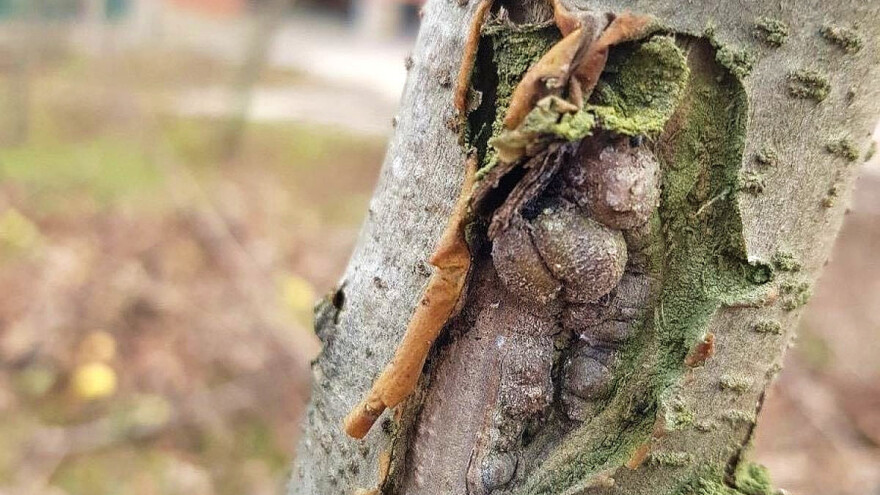Spriječite rak kore jabuka tretiranjem bakrom i vapnom