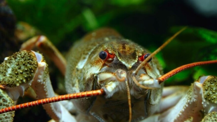 Rakovi neće morati u prosvjede!